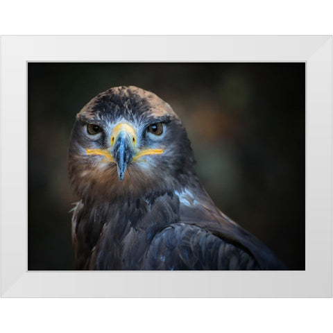 Bird 20 White Modern Wood Framed Art Print by Lee, Rachel