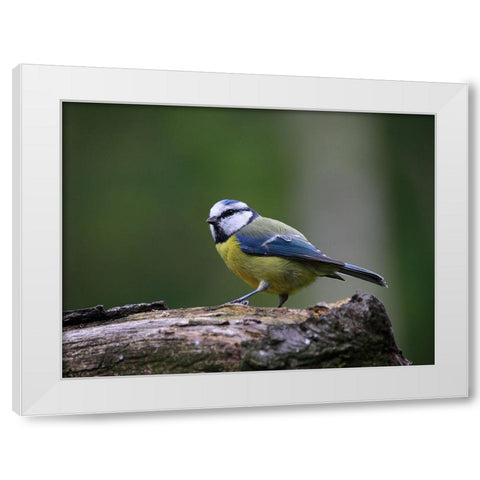Bird 22 White Modern Wood Framed Art Print by Lee, Rachel