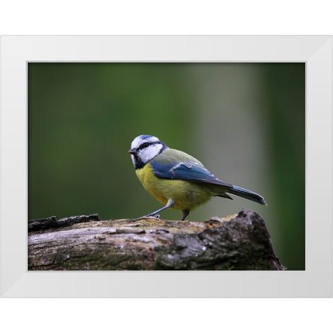 Bird 22 White Modern Wood Framed Art Print by Lee, Rachel