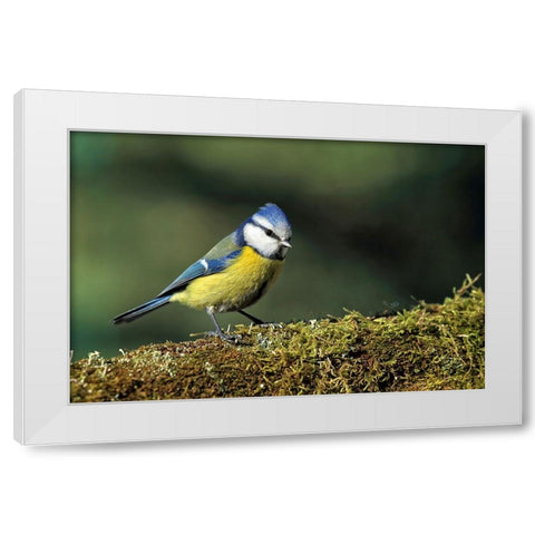 Bird 3 White Modern Wood Framed Art Print by Lee, Rachel
