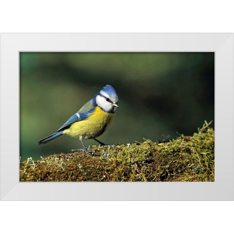 Bird 3 White Modern Wood Framed Art Print by Lee, Rachel