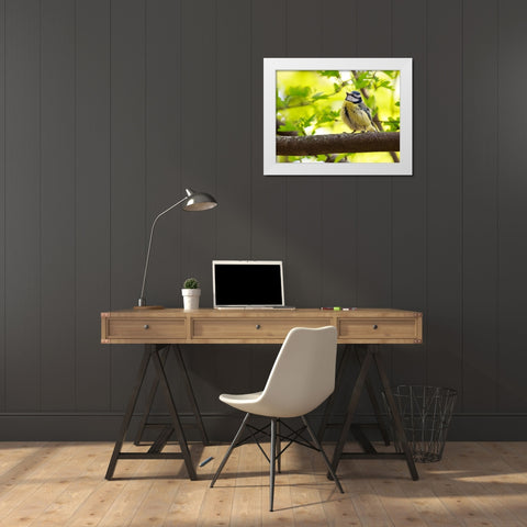 Bird 38 White Modern Wood Framed Art Print by Lee, Rachel