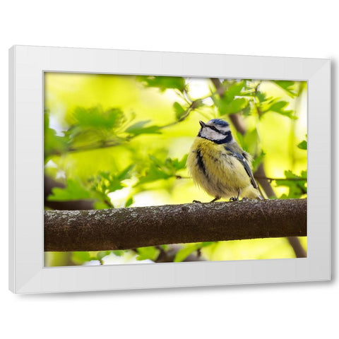Bird 38 White Modern Wood Framed Art Print by Lee, Rachel