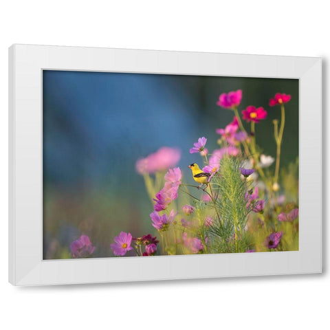 Bird 40 White Modern Wood Framed Art Print by Lee, Rachel