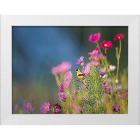 Bird 40 White Modern Wood Framed Art Print by Lee, Rachel