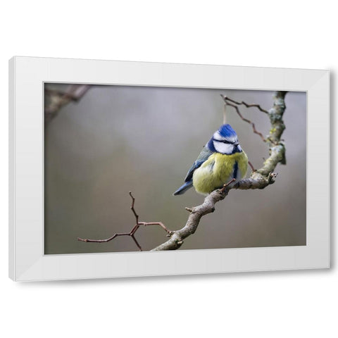 Bird 53 White Modern Wood Framed Art Print by Lee, Rachel