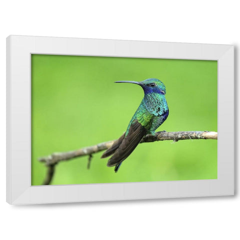 Bird 6 White Modern Wood Framed Art Print by Lee, Rachel