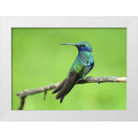 Bird 6 White Modern Wood Framed Art Print by Lee, Rachel