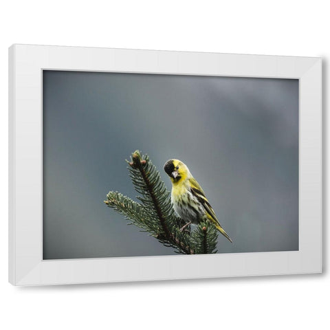Bird 62 White Modern Wood Framed Art Print by Lee, Rachel