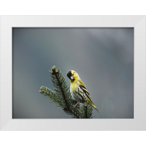 Bird 62 White Modern Wood Framed Art Print by Lee, Rachel