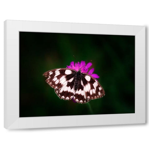 Butterfly 3 White Modern Wood Framed Art Print by Lee, Rachel