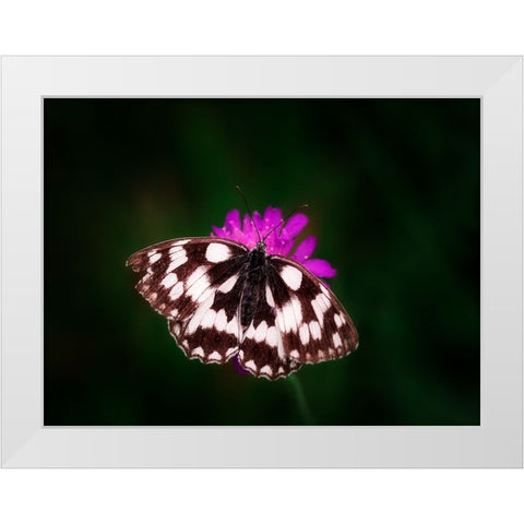 Butterfly 3 White Modern Wood Framed Art Print by Lee, Rachel
