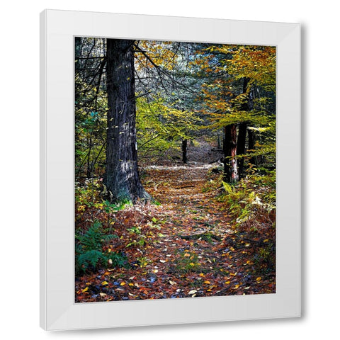 Country Road 19 White Modern Wood Framed Art Print by Lee, Rachel