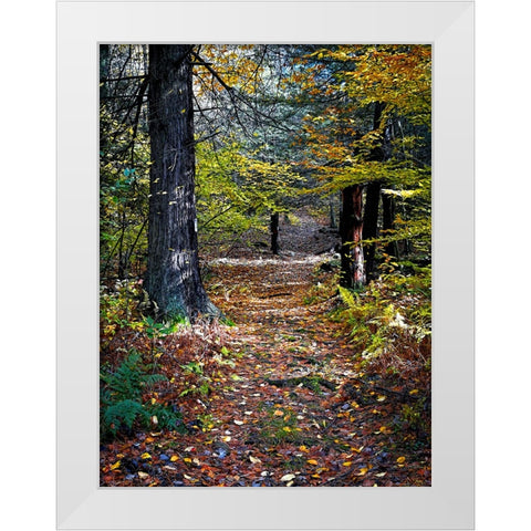 Country Road 19 White Modern Wood Framed Art Print by Lee, Rachel