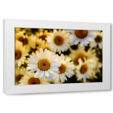Daisies White Modern Wood Framed Art Print by Lee, Rachel