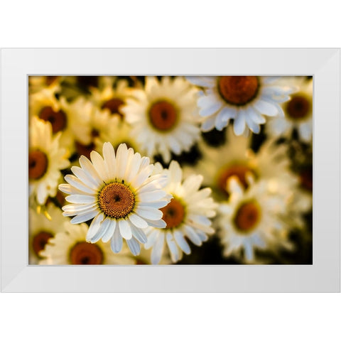 Daisies White Modern Wood Framed Art Print by Lee, Rachel