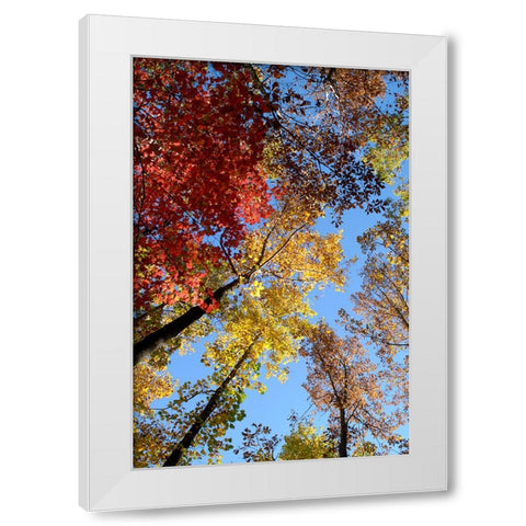 Fall Trees White Modern Wood Framed Art Print by Lee, Rachel