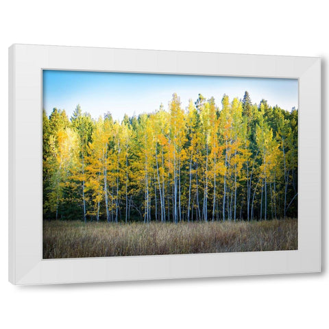 Fall Trees 10 White Modern Wood Framed Art Print by Lee, Rachel