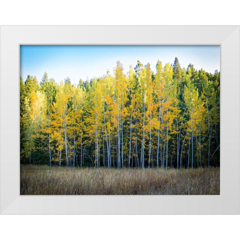 Fall Trees 10 White Modern Wood Framed Art Print by Lee, Rachel