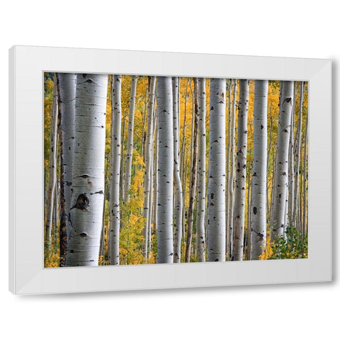 Fall Trees 11 White Modern Wood Framed Art Print by Lee, Rachel