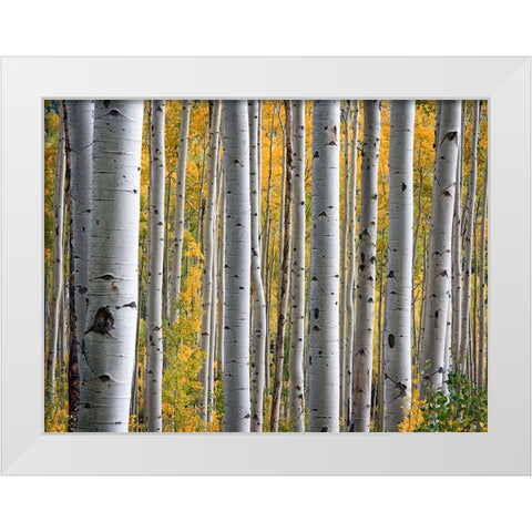 Fall Trees 11 White Modern Wood Framed Art Print by Lee, Rachel