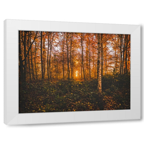 Fall Trees 12 White Modern Wood Framed Art Print by Lee, Rachel