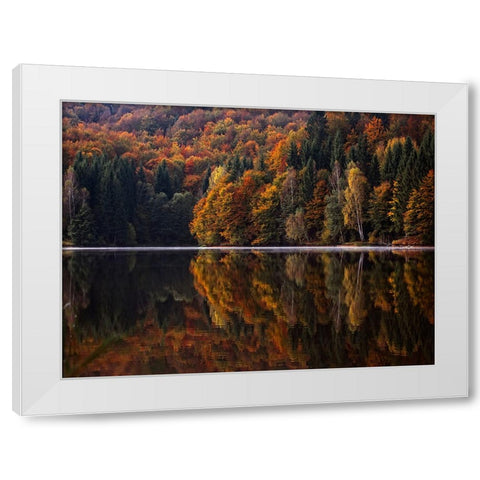 Fall Trees 13 White Modern Wood Framed Art Print by Lee, Rachel