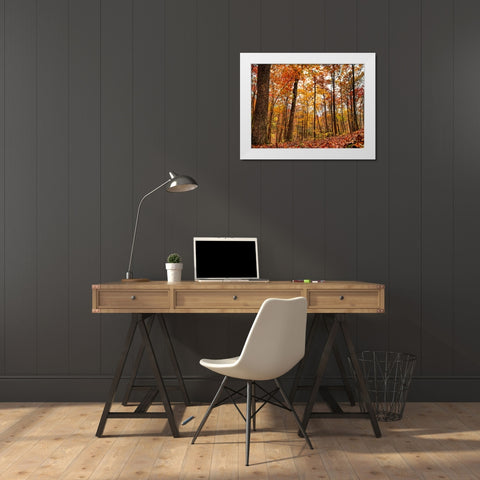 Fall Trees 19 White Modern Wood Framed Art Print by Lee, Rachel