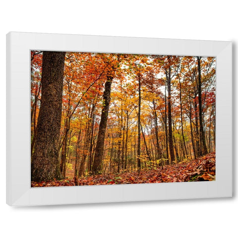 Fall Trees 19 White Modern Wood Framed Art Print by Lee, Rachel