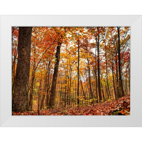 Fall Trees 19 White Modern Wood Framed Art Print by Lee, Rachel
