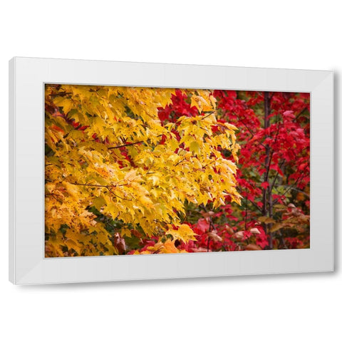 Fall Trees 2 White Modern Wood Framed Art Print by Lee, Rachel