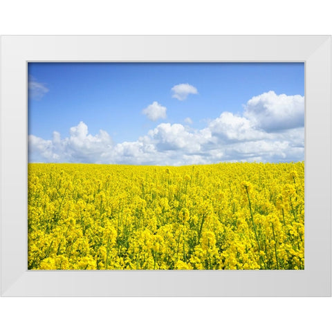 Field 15 White Modern Wood Framed Art Print by Lee, Rachel