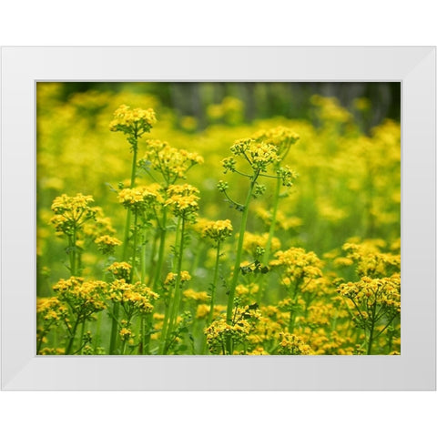 Field 16 White Modern Wood Framed Art Print by Lee, Rachel