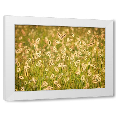 Field 17 White Modern Wood Framed Art Print by Lee, Rachel