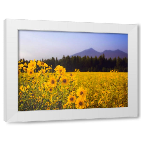 Field 22 White Modern Wood Framed Art Print by Lee, Rachel