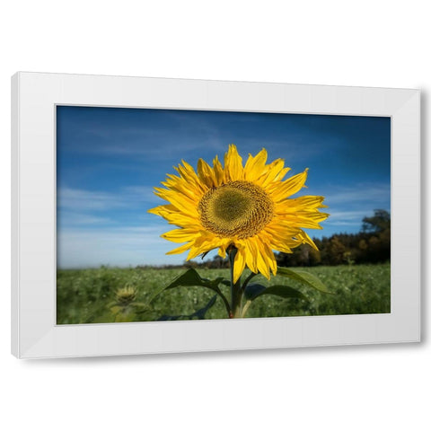 Flower 15 White Modern Wood Framed Art Print by Lee, Rachel