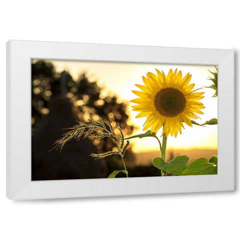 Flower 16 White Modern Wood Framed Art Print by Lee, Rachel
