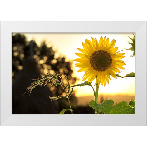 Flower 16 White Modern Wood Framed Art Print by Lee, Rachel
