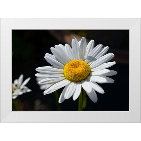 Flower 17 White Modern Wood Framed Art Print by Lee, Rachel