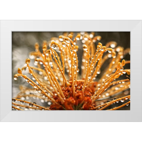 Flower 19 White Modern Wood Framed Art Print by Lee, Rachel