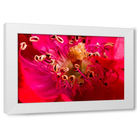 Flower 2 White Modern Wood Framed Art Print by Lee, Rachel