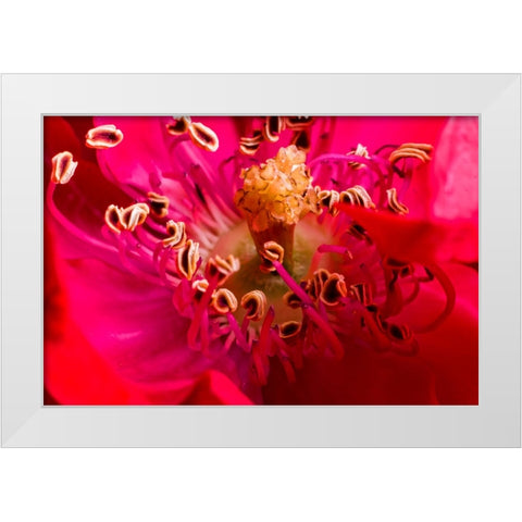 Flower 2 White Modern Wood Framed Art Print by Lee, Rachel