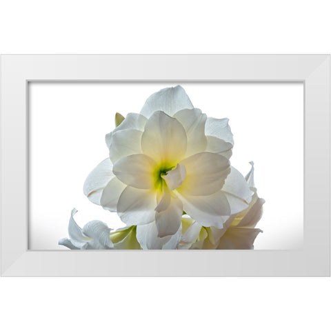 Flower 22 White Modern Wood Framed Art Print by Lee, Rachel