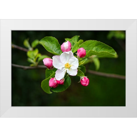 Flower 23 White Modern Wood Framed Art Print by Lee, Rachel