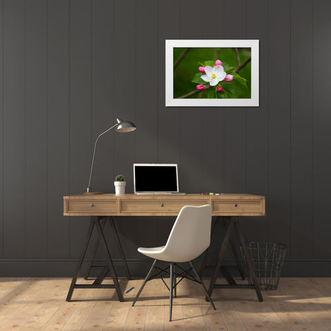 Flower 24 White Modern Wood Framed Art Print by Lee, Rachel