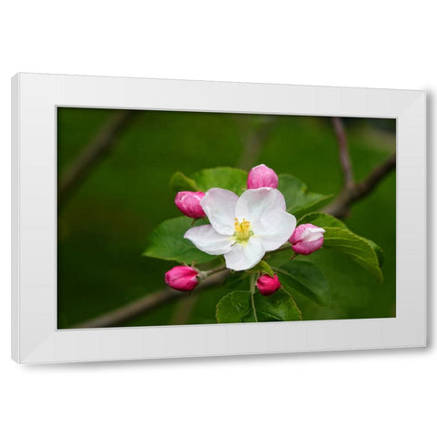 Flower 24 White Modern Wood Framed Art Print by Lee, Rachel