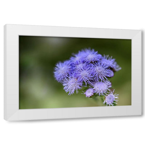Flower 27 White Modern Wood Framed Art Print by Lee, Rachel