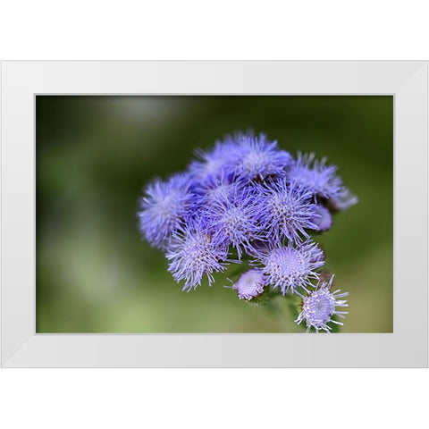 Flower 27 White Modern Wood Framed Art Print by Lee, Rachel
