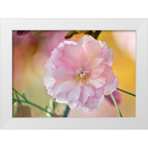 Flower 28 White Modern Wood Framed Art Print by Lee, Rachel