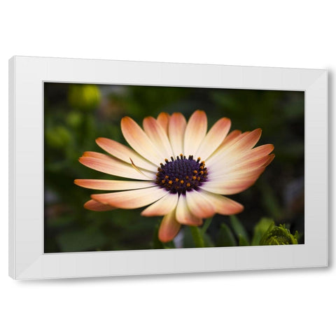 Flower 35 White Modern Wood Framed Art Print by Lee, Rachel